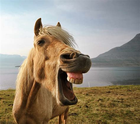 Why Do Horses Yawn Understanding Equine Yawning Horse Care Advisor