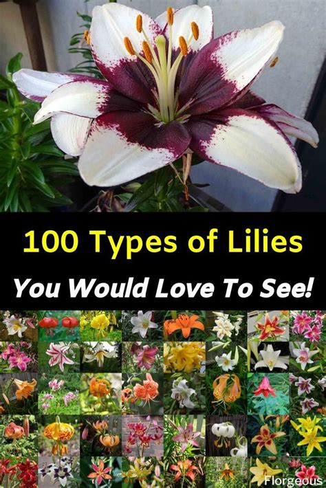 100 Different Types Of Lilies Types Of Lilies Different Types Of
