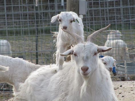 Liberty Farm Cashmere Goats Goats Goat Kidding Breeds