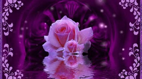 Rosa Bild Purple And Pink Roses Wallpaper