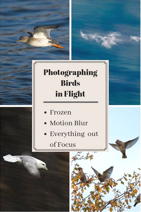 Photographing Birds In Flight Tips For Bird Photography Espen