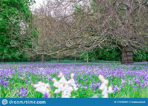 Bluebells Field Blue Spring Flowers Stock Image Image Of Floral