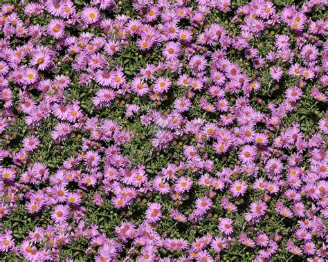 Flowery Fields Textures Seamless