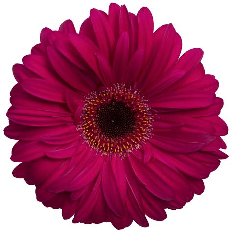 Gerbera Daisy Hot Pink Dark Center Pick Up Flower Catalog