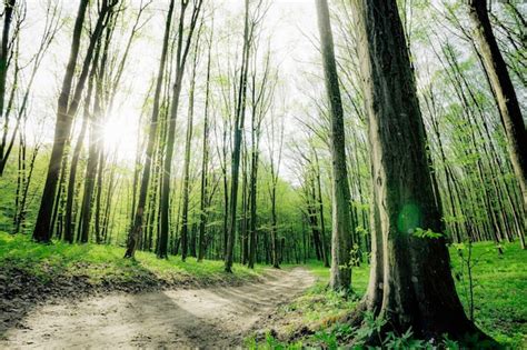 Premium Photo A Spring Forest Trees Nature Green Wood Sunlight