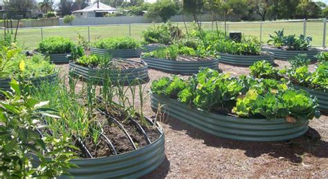 Turn your kitchen counter into a bountiful vegetable, herb, fruit, or flower garden using an indoor garden system. | Kitchen Garden