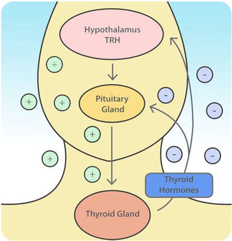 Hormone Regulation Read Biology Ck 12 Foundation
