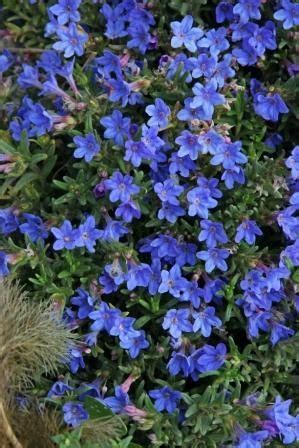 Corydalis flexuosa china blue blue flowers garden plant stock. A creeping evergreen shrub bearing a profusion of blue ...