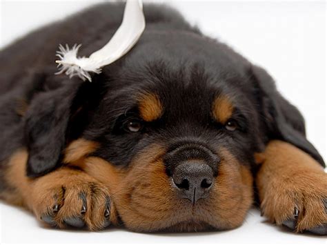 236 free images of rottweiler. Cute Puppy Dogs: Rottweiler puppies