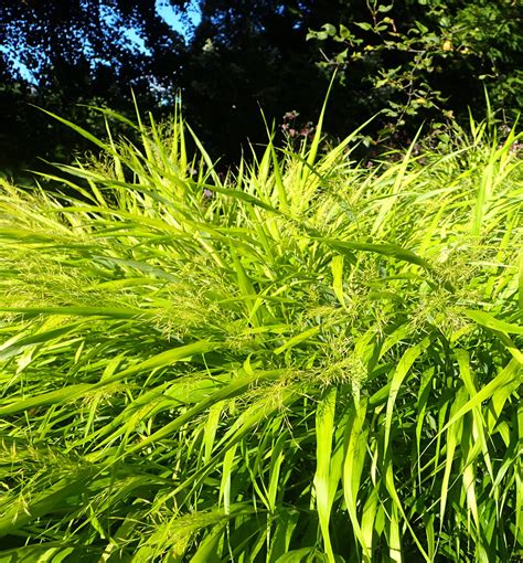 All Gold Japanese Forest Grass A Shade Loving Grass Like Plant That