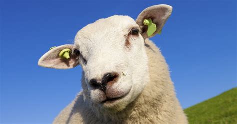 Sheep Information And General Facts Learn The Basics About Sheep