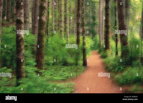 Path Through Woods British Columbia Canada Stock Photo Alamy