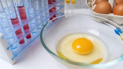 Jak správně skladovat čerstvá vejce JakZdravě cz