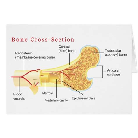 Curves outward (12 in total). Bone Cross Section Diagram Card | Zazzle