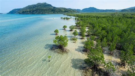 Mangrove Forests To Be Restored Under Plan Cgtn