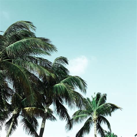 Check out our tan beige palm tree selection for the very best in unique or custom, handmade pieces from our shops. Tropical Aesthetic in 2020 | Luxury resort wear, Palm ...
