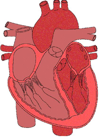 11 Circulatory System Unlabeled Diagram Robhosking Diagram