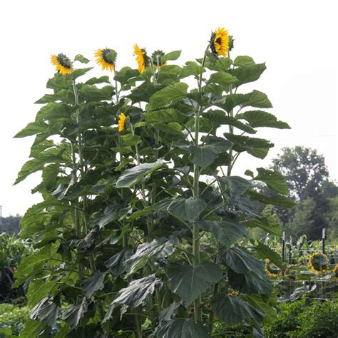 American Giant Sunflower Flower Seeds From Gurneys