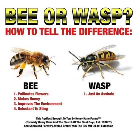Joanne Manaster On Twitter Bee Or Wasp How To Tell The Difference