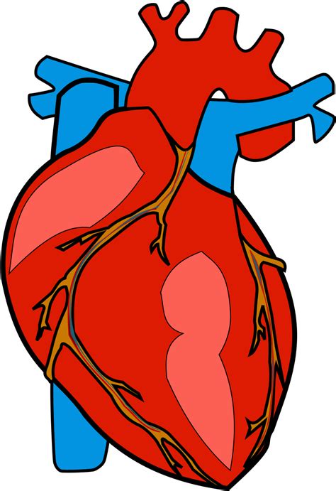 Download Heart Anatomy Clip Art Cartoon Human Body Heart Png