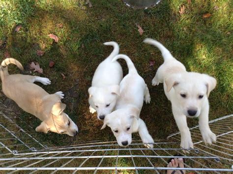 Labrador Retriever Puppies For Sale Houston Tx 248026