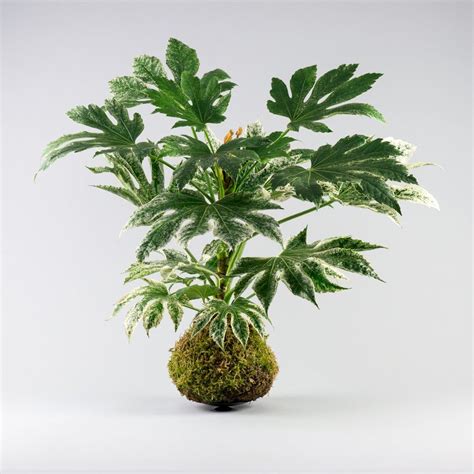 Uncommon names of plants that will make you laugh. Plant name: Fatsia Japonica 'Spider's Web'Common name ...