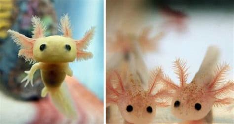 10 Rare Animal Babies Youve Probably Never Seen Before Viral Rang