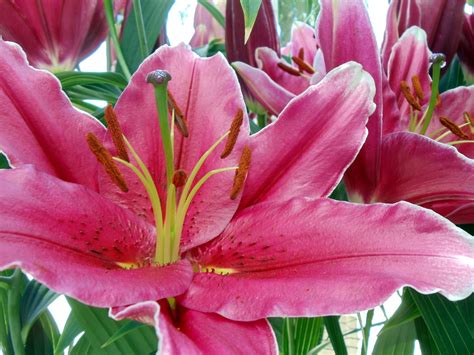 Dark Pink Lilies Free Stock Photo Public Domain Pictures