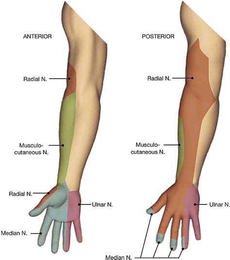 Anatomy Cookbook