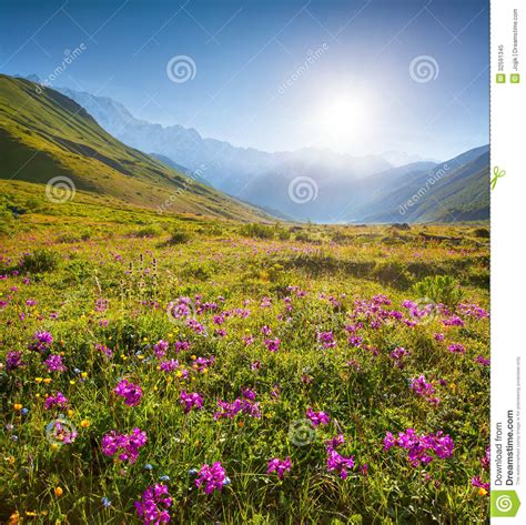 Blooming Pink Flowers In The Mountains Stock Image Image Of Floral