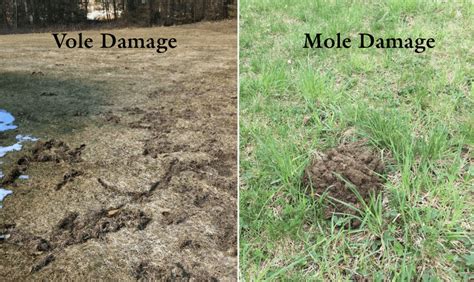 How Do I Know If Have Moles In My Yard Yard And Garden