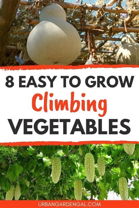 8 Easy To Grow Climbing Vegetable Plants 1000 In 2020 Planting