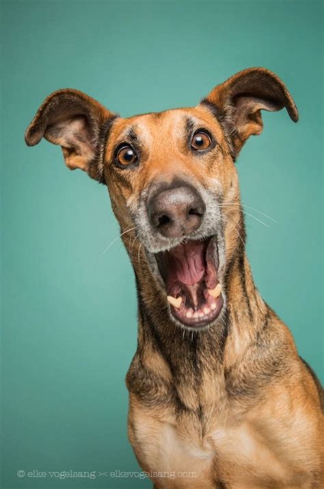 Incredibly Expressive Dog Portraits By Elke Vogelsang Dog Expressions