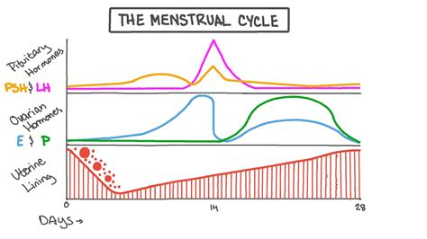 Understanding Your Menstrual Cycle Organic Mondays