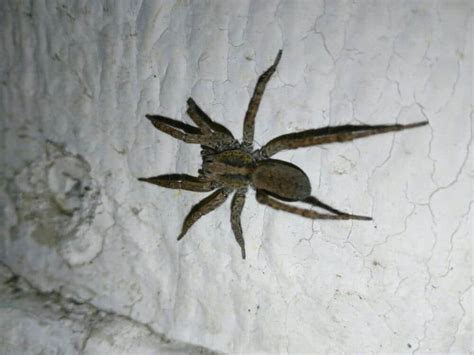 35 Common Spiders In Arizona Pictures And Identification