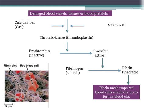 Ppt The Mechanism Of Blood Clotting Powerpoint Presentation Free
