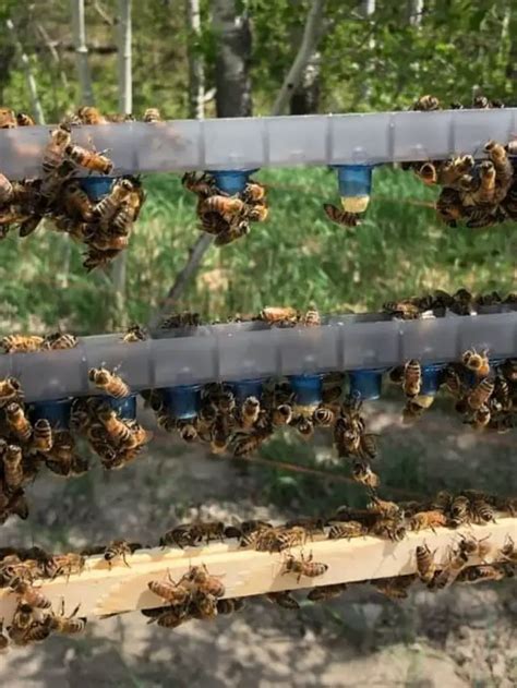 How To Raise Honey Bee Queens Beekeeper Tips