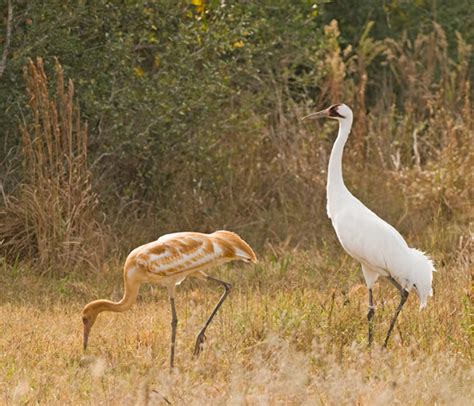 Wild Eds Texas Outdoors Endangered Whooping Cranes Stop In Central Texas