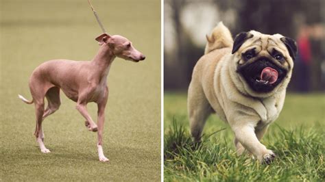 Ever Wonder What Happens When You Mix A Pug And An Italian Greyhound TrendRadars