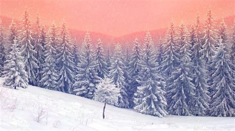 3840x2160 Landscape Snow Trees 5k 4k Hd 4k Wallpapersimages