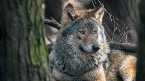 Animal Wolf 52 4k 5k Hd Animals Wallpapers Hd Wallpapers Id 35743