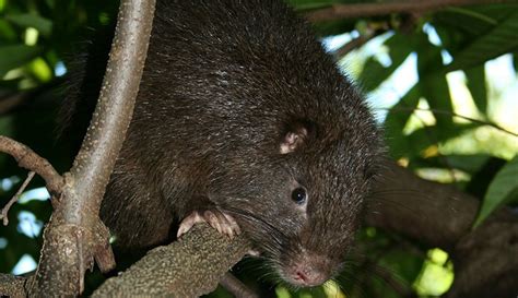 How Rodents The Size Of Bears Arrived In The Caribbean Natural