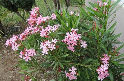 Learn from the farmer of this wonderful oleander plant what makes it so special. Nerium oleander, Oleander, Rosenlorbeer