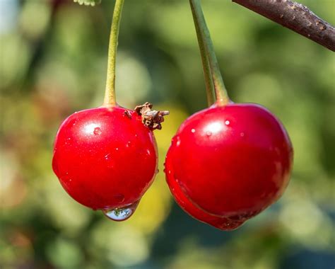 Free Photo Sour Cherry Cherries Tree Cherry Free Image On Pixabay