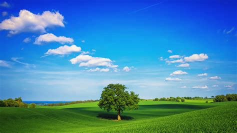 Tree Field Plain Hd Hd Nature 4k Wallpapers Images