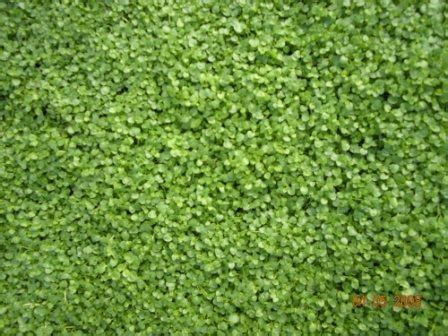 We did not find results for: Butterfield Gardens | Ground cover, Growing mint, Corsican ...