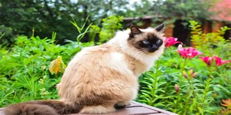 Are Balinese Cats Friendly Poultry Care Sunday