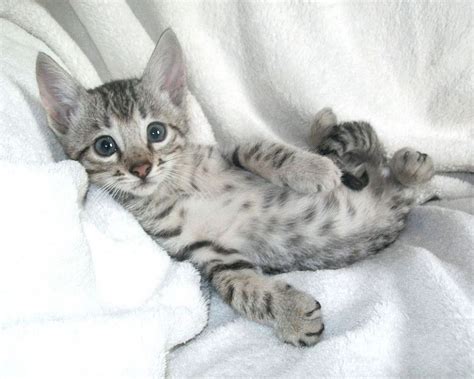 With a very sad heart we have to let go this gorgeous kitten as it was my bengal kittens for sale. 9 Best White Bengal Kittens For Sale Near Me in 2020 ...