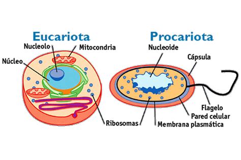 Diferencias Entre Célula Eucariota Y Procariota Características