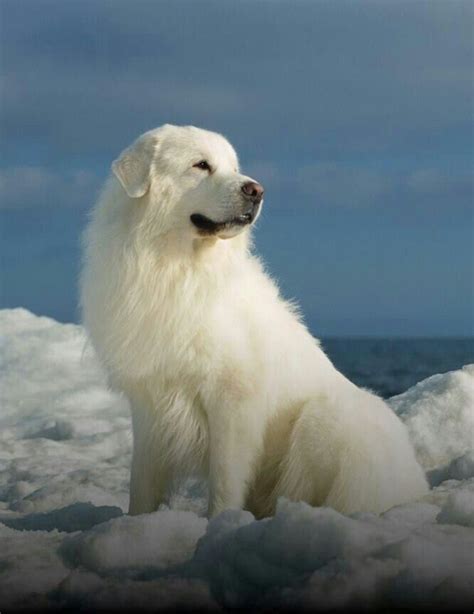 Best 25 Great Pyrenees Ideas On Pinterest Great Pyrenees Dog Great